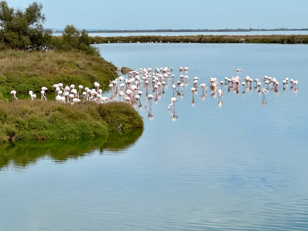 Tour de France, Südfrankreich, Arles und&nbsp;Camargue